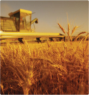 El Tabakh For Sorting & Packing Agricultural Crops